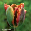 oranzovy tulipan artist viridiflora 2