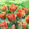 oranzovy tulipan artist viridiflora 4