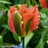oranzovy tulipan artist viridiflora 5