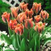 oranzovy tulipan artist viridiflora 1