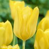 zluty tulipan candela 1