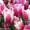 biloruzovy tulipan hotpants 5