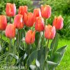 oranzovy tulipan jimmy 2