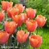 oranzovy tulipan jimmy 3