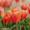 oranzovy tulipan jimmy 4