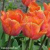 oranzovy tulipan jimmy 5