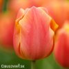 oranzovy tulipan jimmy 1