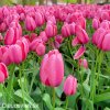 ruzovy tulipan jumbo pink 2
