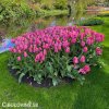 ruzovy tulipan jumbo pink 3