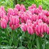 ruzovy tulipan jumbo pink 4