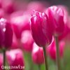 ruzovy tulipan jumbo pink 5