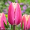 ruzovy tulipan jumbo pink 1
