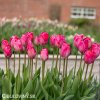 ruzovy tulipan lady van eijk 2
