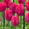 ruzovy tulipan lady van eijk 3