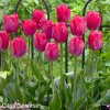ruzovy tulipan lady van eijk 4