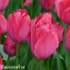 ruzovy tulipan lady van eijk 5