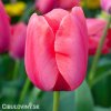 ruzovy tulipan lady van eijk 1