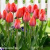 oranzovy tulipan orange van eijk 2