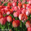 oranzovy tulipan orange van eijk 4