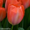 oranzovy tulipan orange van eijk 5