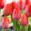 oranzovy tulipan orange van eijk 1