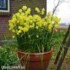zluty narcis angels whisper 2