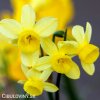 zluty narcis angels whisper 3