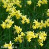 zluty narcis angels whisper 4