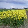 zluty narcis angels whisper 5