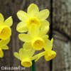 zluty narcis angels whisper 1