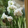 bily narcis paperwhite ziva 2