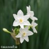 bily narcis paperwhite ziva 3