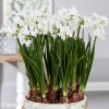bily narcis paperwhite ziva 4