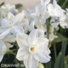 bily narcis paperwhite ziva 5