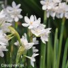 bily narcis paperwhite ziva 6
