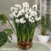 bily narcis paperwhite ziva 1