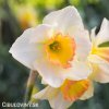vicekvety bilo oranzovy narcis yazz 2
