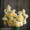 vicekvety bilo oranzovy narcis yazz 6