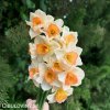 vicekvety bilo oranzovy narcis yazz 1
