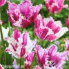 fialovobily trepenity tulipan purple circus 2