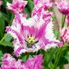 fialovobily trepenity tulipan purple circus 3