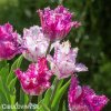 fialovobily trepenity tulipan purple circus 4