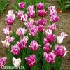 fialovobily trepenity tulipan purple circus 5