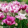 fialovobily trepenity tulipan purple circus 6