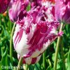 fialovobily trepenity tulipan purple circus 7