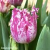 fialovobily trepenity tulipan purple circus 1