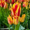 cervenozluty tulipan vicekvety wonder club 2