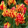 cervenozluty tulipan vicekvety wonder club 3