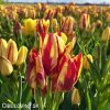cervenozluty tulipan vicekvety wonder club 4