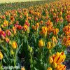 cervenozluty tulipan vicekvety wonder club 5